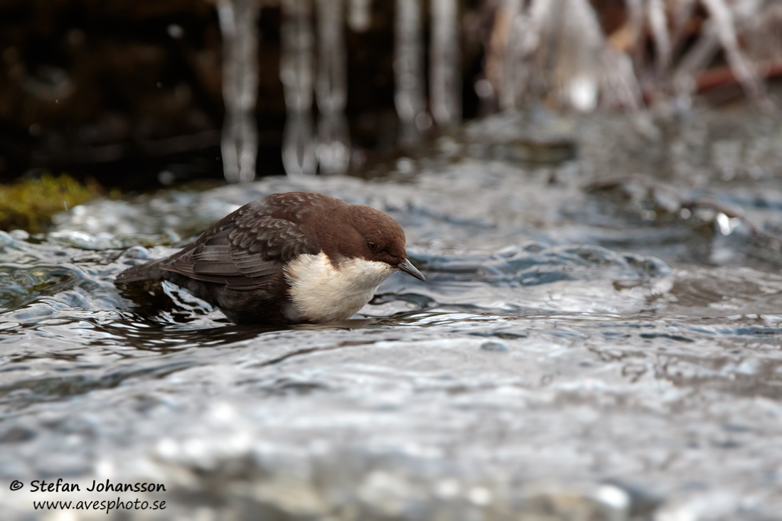 Strmstare / Dipper Cinclus cinclus 