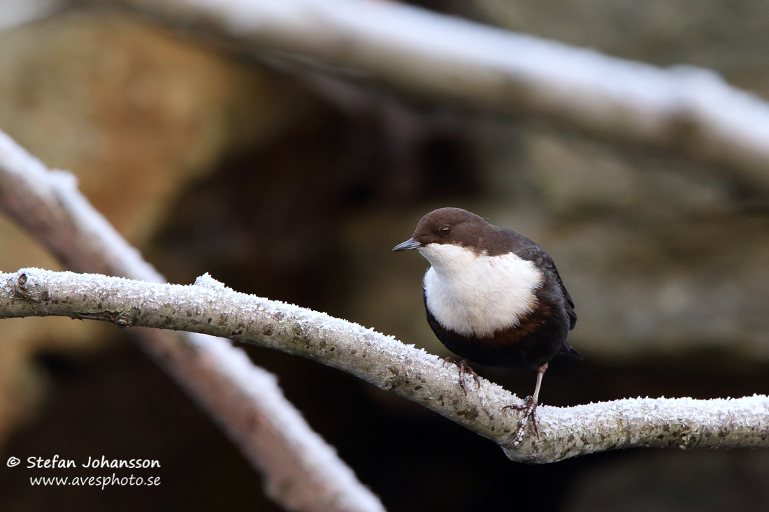 Strmstare / Dipper Cinclus cinclus 