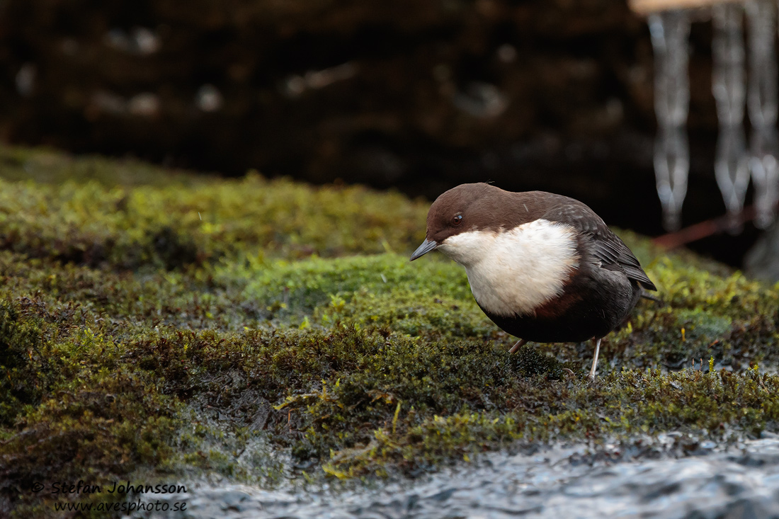 Strmstare / Dipper Cinclus cinclus 