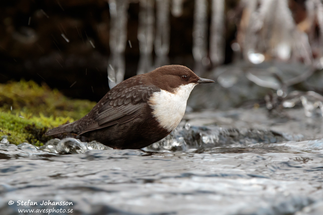 Strmstare / Dipper Cinclus cinclus 