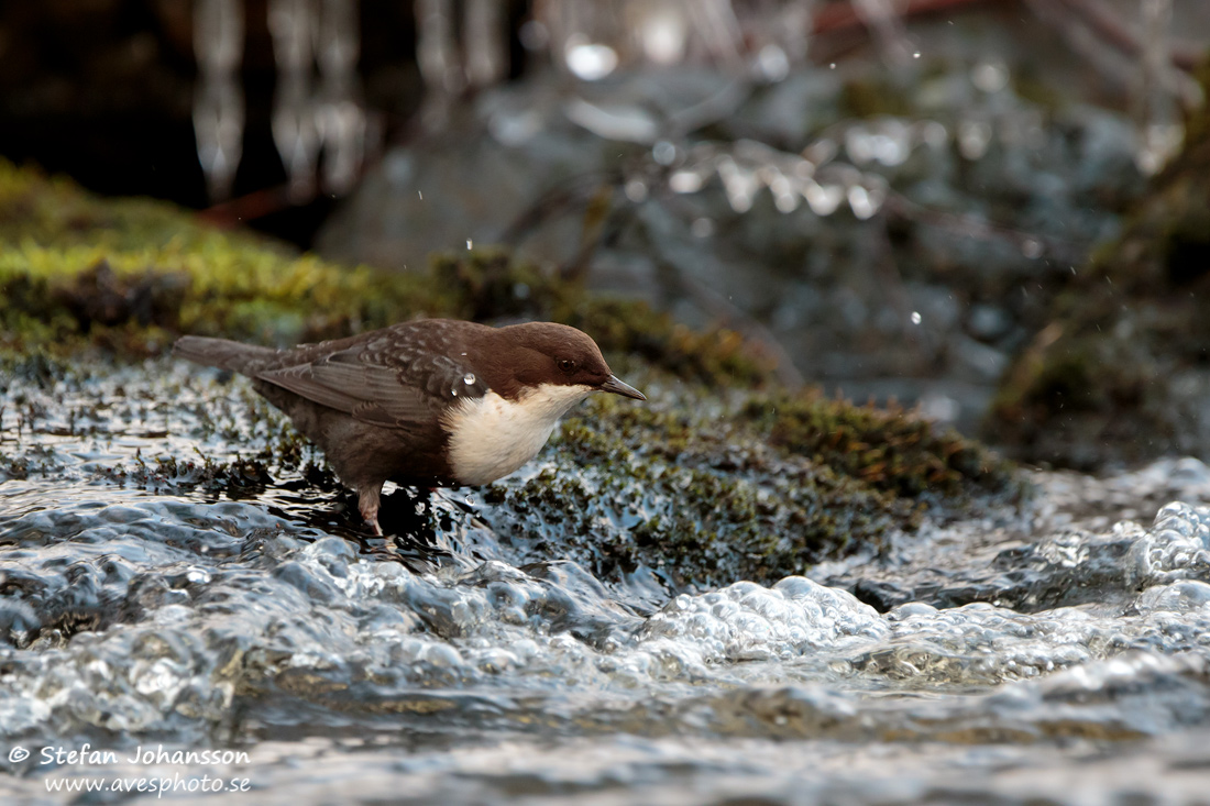 Strmstare / Dipper Cinclus cinclus 