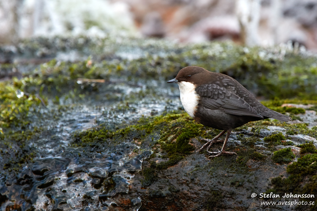 Strmstare / Dipper Cinclus cinclus 