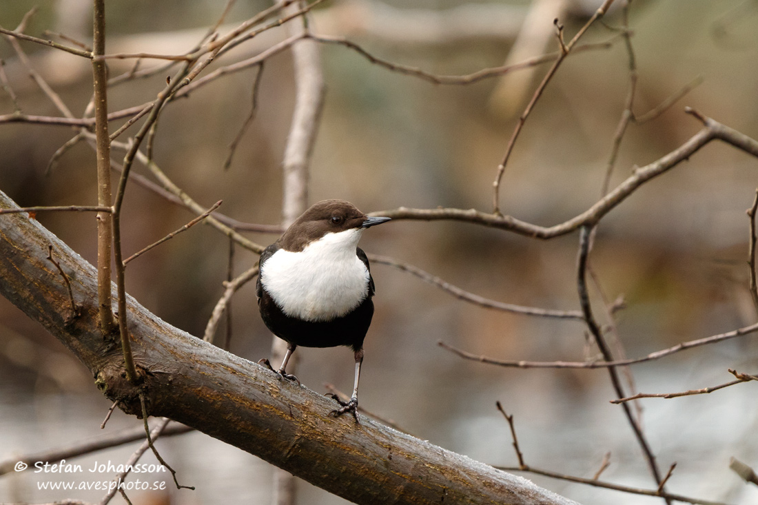 Strmstare / Dipper Cinclus cinclus 