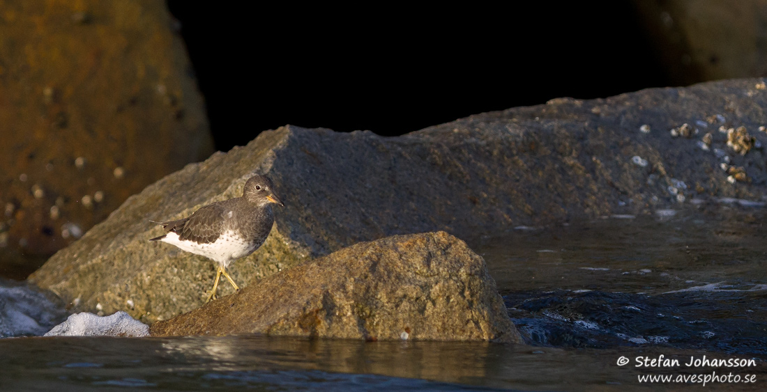 Surfbird Aphriza virgata