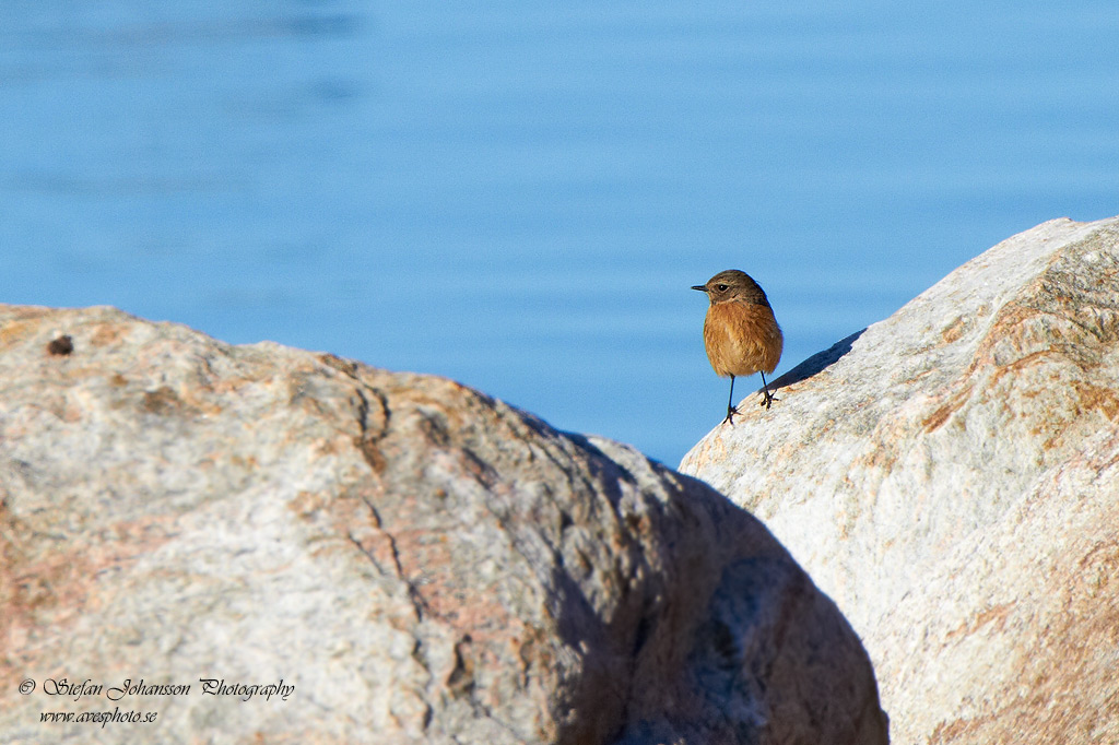 Svarthakad buskskvtta / Stonechat Saxicola torquata 