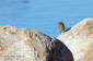 Svarthakad buskskvtta / Stonechat Saxicola torquata 