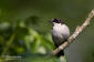 Svartvit flugsnappare / Pied Flycatcher Ficedula hypoleuca 