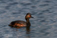 Svarthalsad dopping / Black-necked Grebe