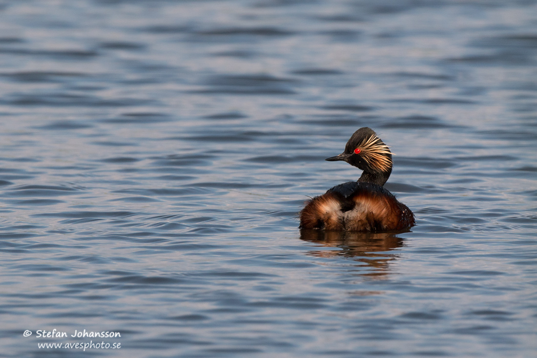 Svarthalsad dopping / Black-necked Grebe