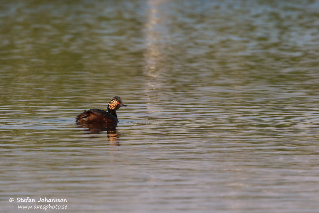 Svarthalsad dopping / Black-necked Grebe