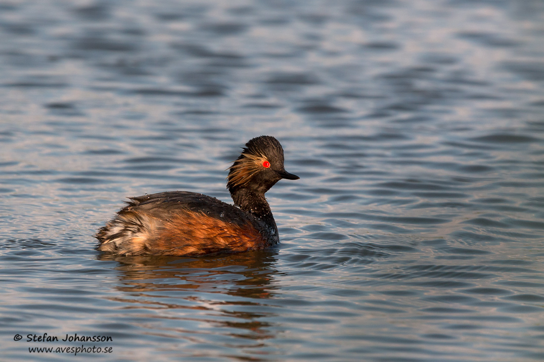 Svarthalsad dopping / Black-necked Grebe