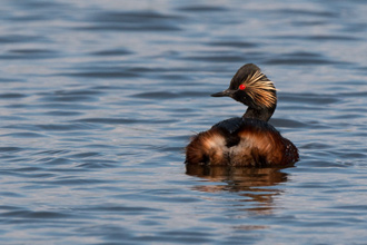 Svarthalsad dopping / Black-necked Grebe