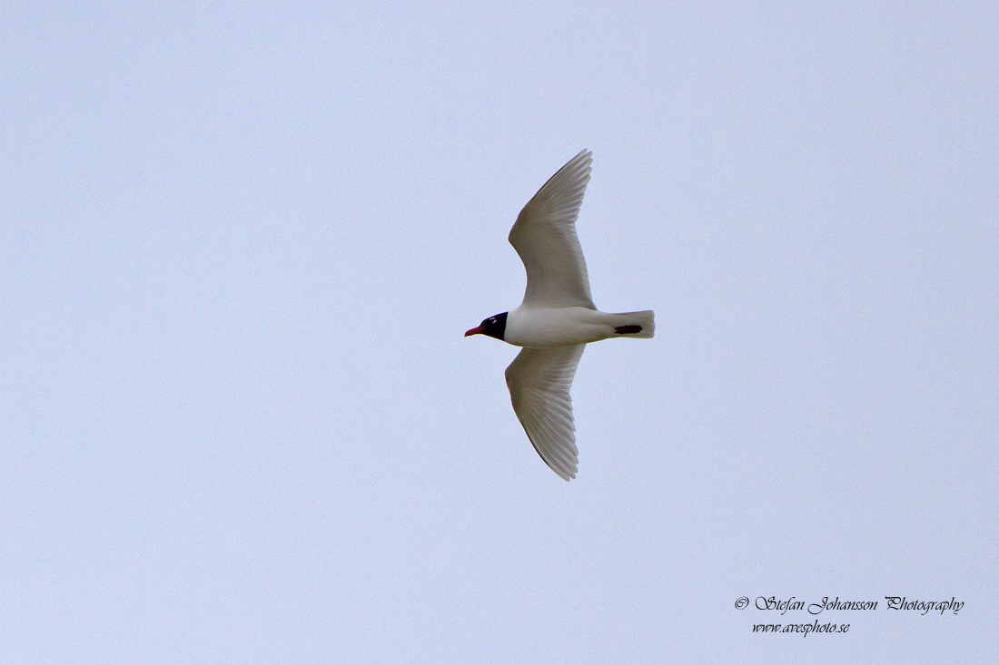 Svarthuvad ms / Mediterranean Gull Larus melanocephala 