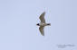 Svarthuvad ms / Mediterranean Gull Larus melanocephala 