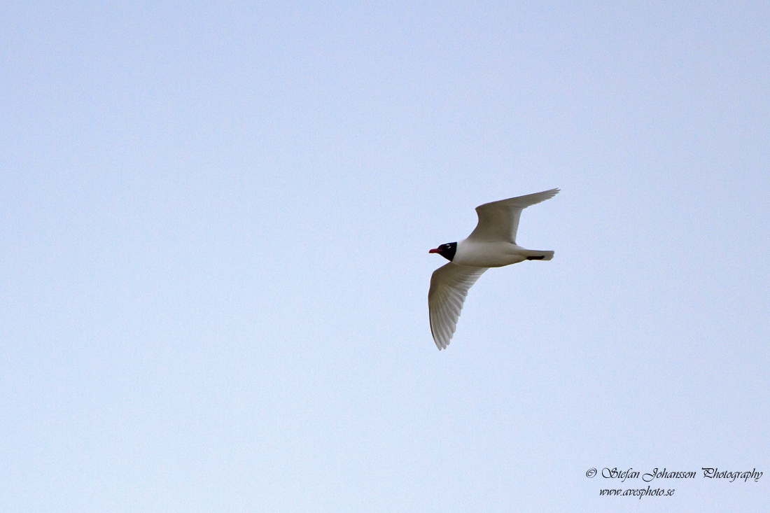 Svarthuvad ms / Mediterranean Gull Larus melanocephala 