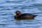 Svrta / Velvet Scoter