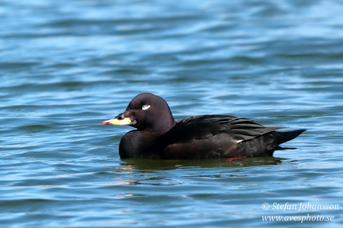 Svrta / Velvet Scoter