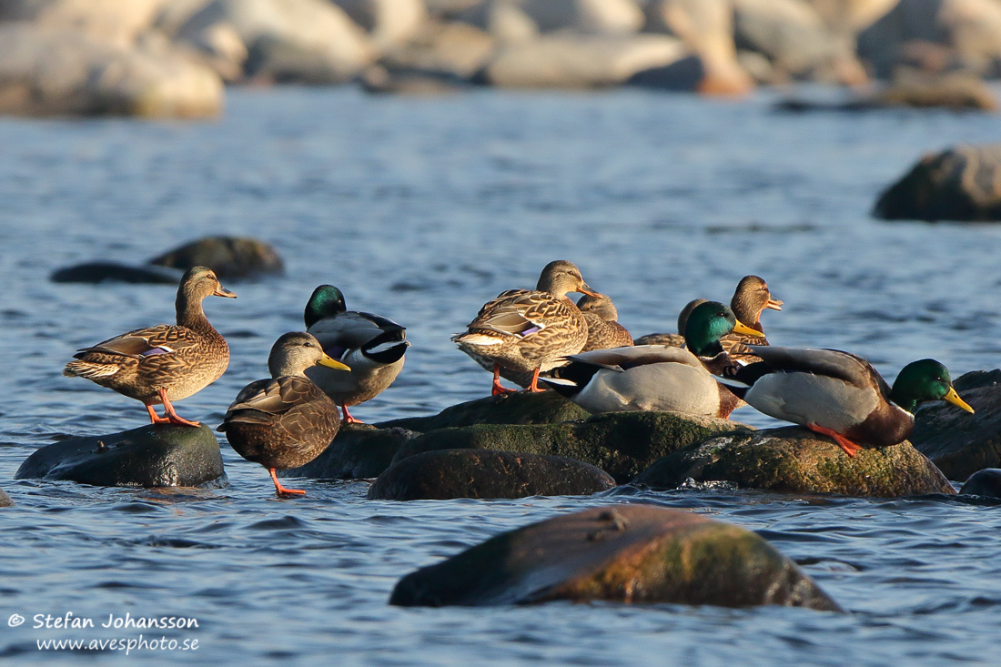 Svartand / American Black Duck Anas rubripes 