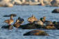 Svartand / American Black Duck Anas rubripes 