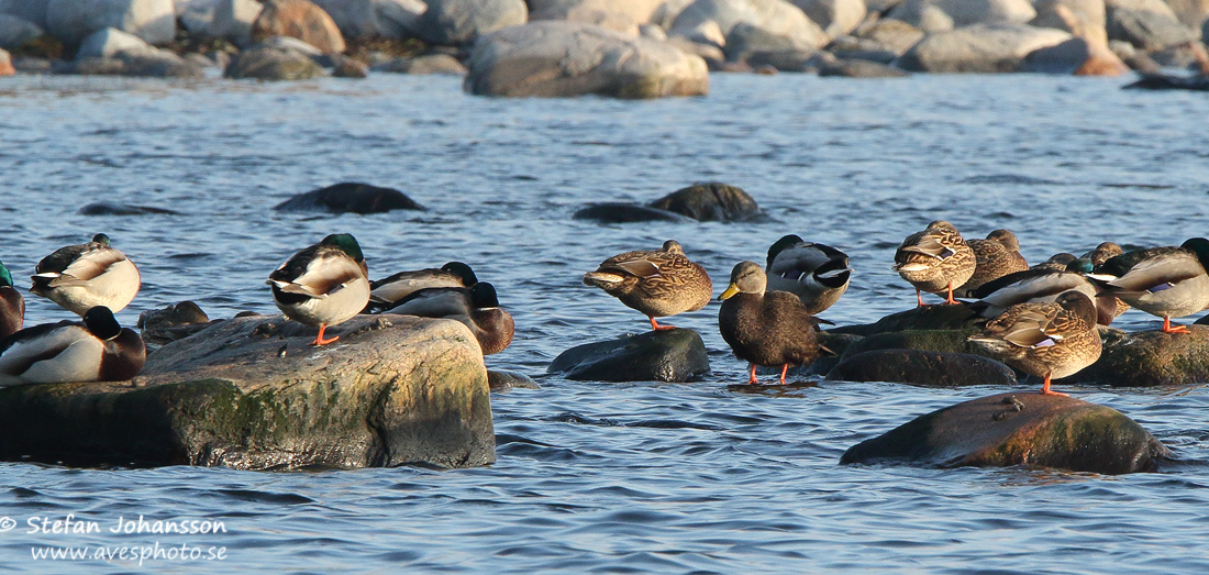 Svartand / American Black Duck Anas rubripes 