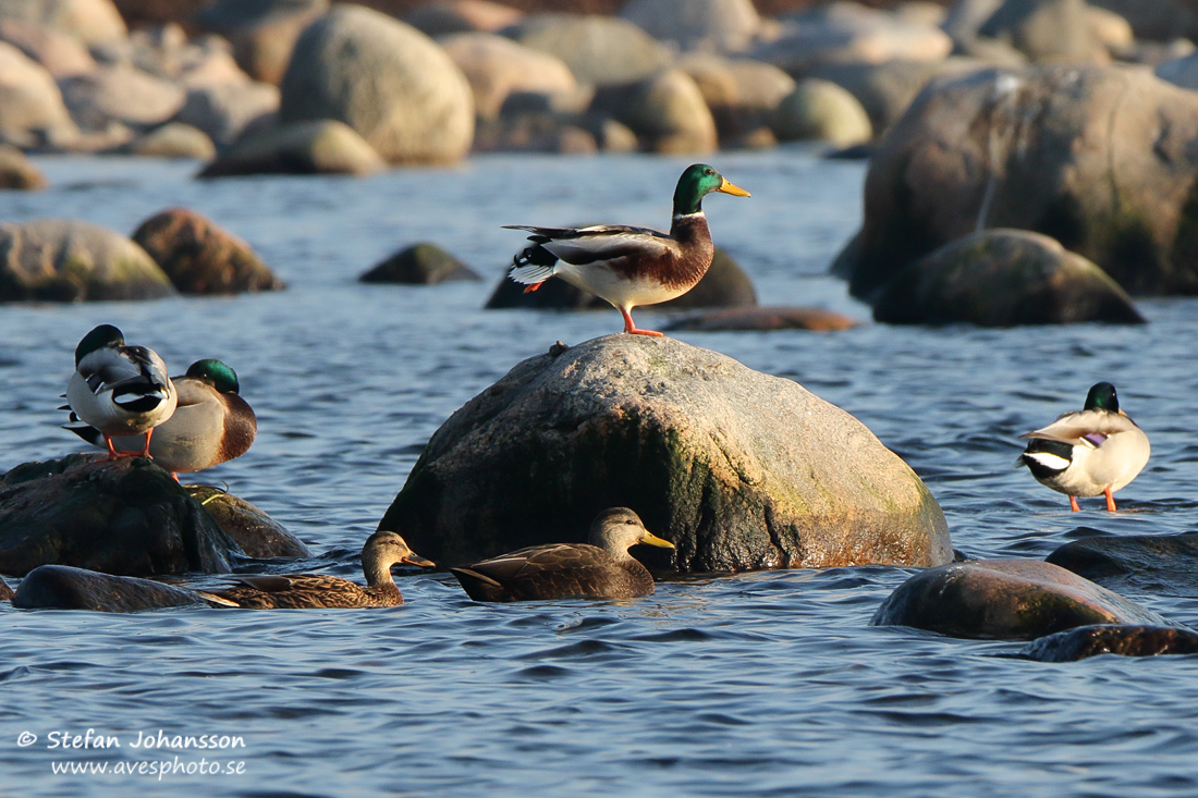 Svartand / American Black Duck Anas rubripes 