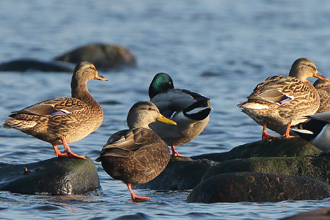 Svartand / American Black Duck