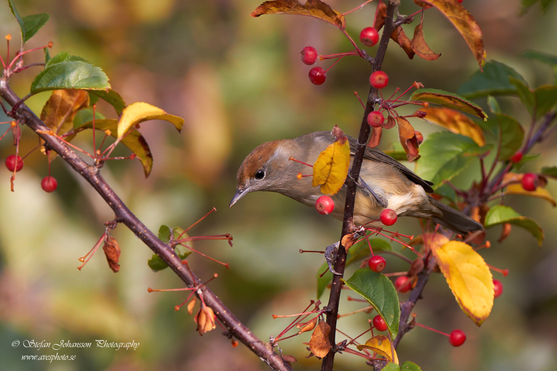 Svarthtta / Blackcap Sylvia artricapilla 