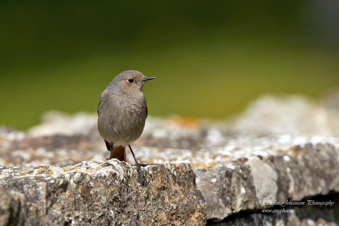 Svart rdstjrt / Black Redstart Phoenicurus ochruros 