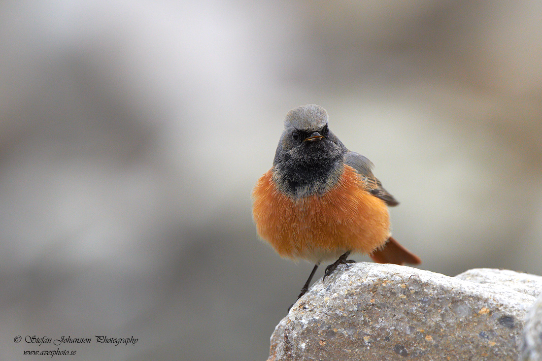 Svart rdstjrt / Black Redstart Phoenicurus ochruros phoenicuroides 