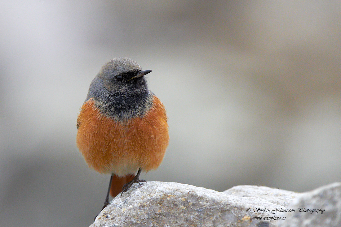 Svart rdstjrt / Black Redstart Phoenicurus ochruros phoenicuroides 