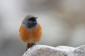 Svart rdstjrt / Black Redstart Phoenicurus ochruros phoenicuroides 