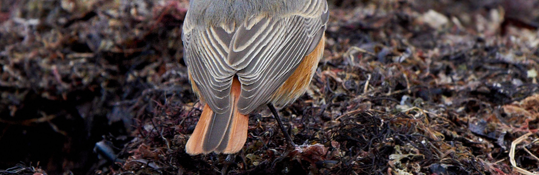 Svart rdstjrt / Black Redstart Phoenicurus ochruros phoenicuroides 