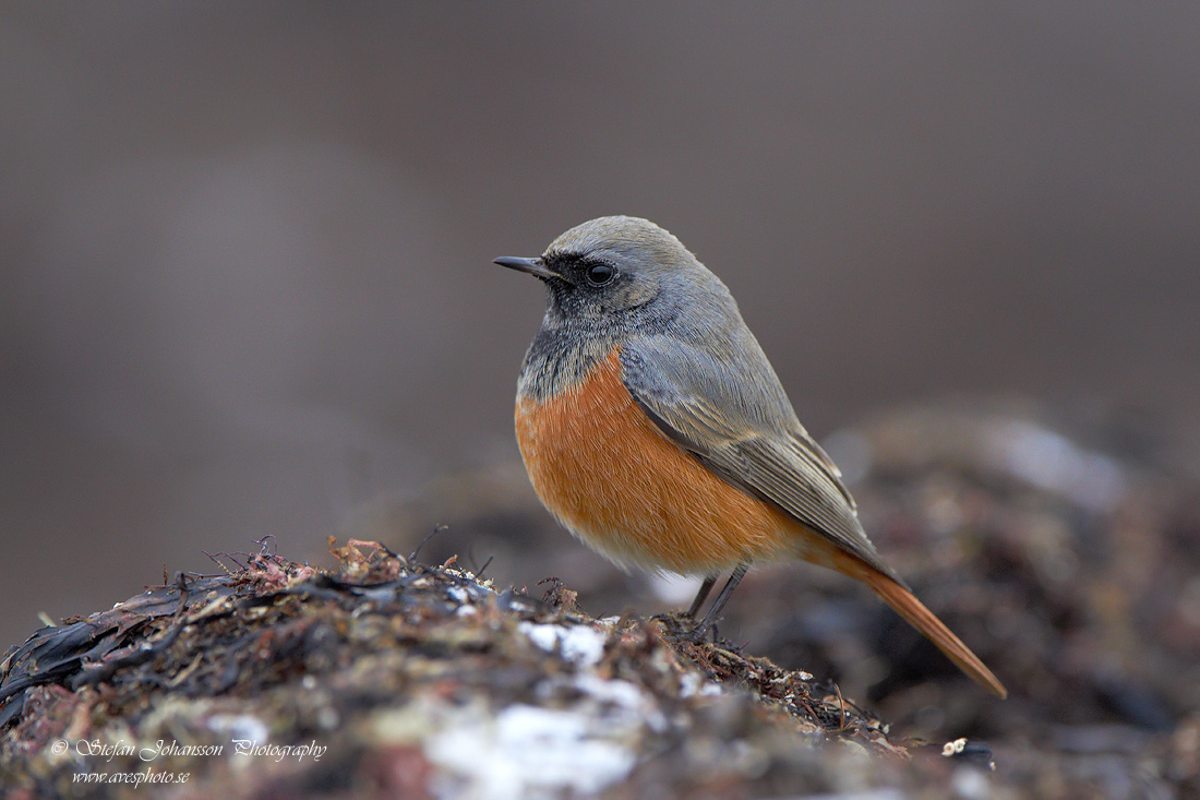 Svart rdstjrt / Black Redstart Phoenicurus ochruros phoenicuroides 