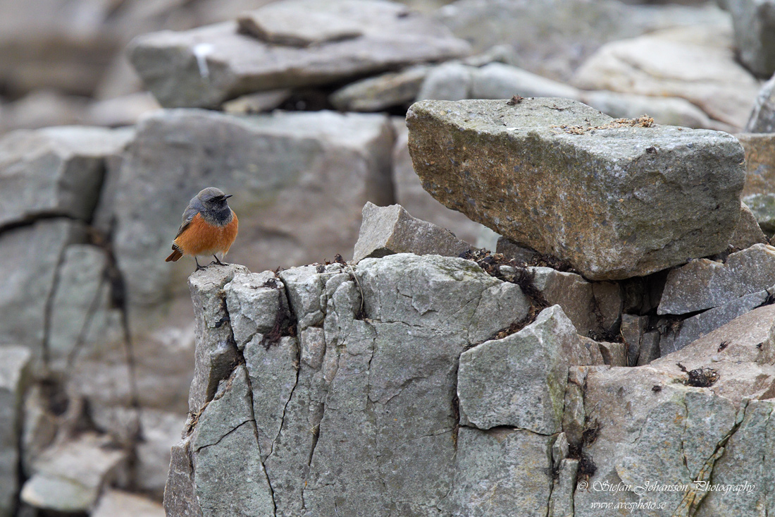 Svart rdstjrt / Black Redstart Phoenicurus ochruros phoenicuroides 