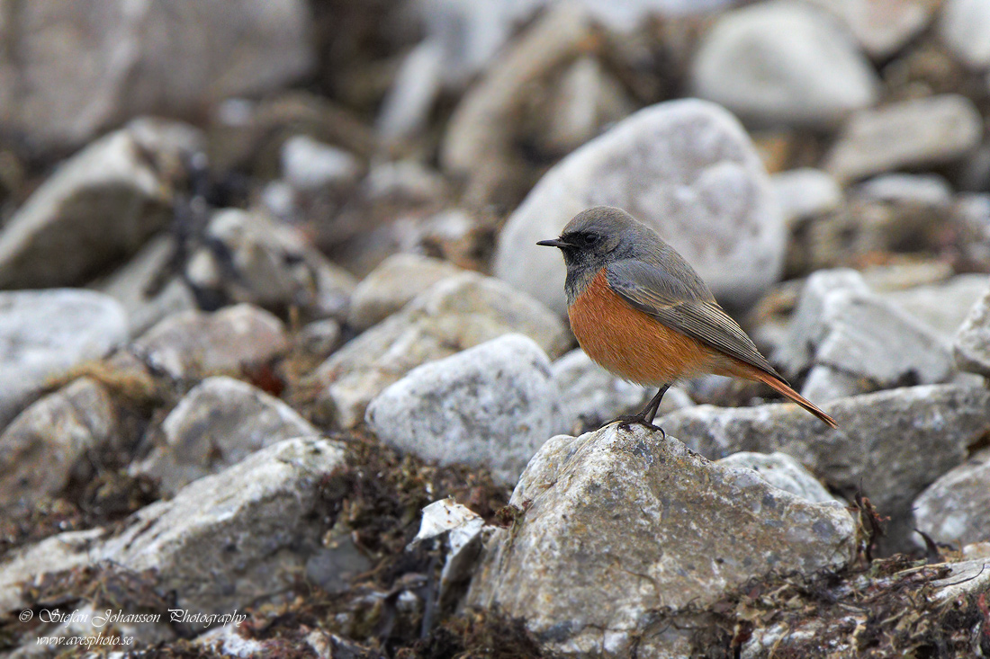 Svart rdstjrt / Black Redstart Phoenicurus ochruros phoenicuroides 