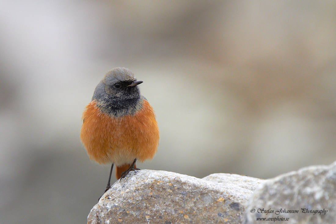 Svart rdstjrt / Black Redstart Phoenicurus ochruros phoenicuroides 