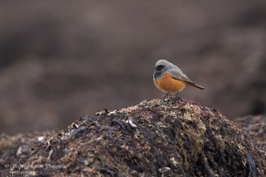 Phoenicurus ochruros phoenicuroides 