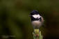 Svartmes / Coal Tit Parus ater 