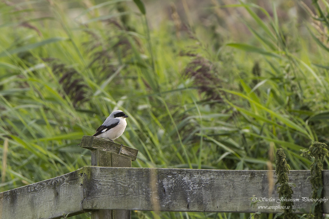 Svartpannad trnskata / Lesser Grey Shrike Lanius minor 