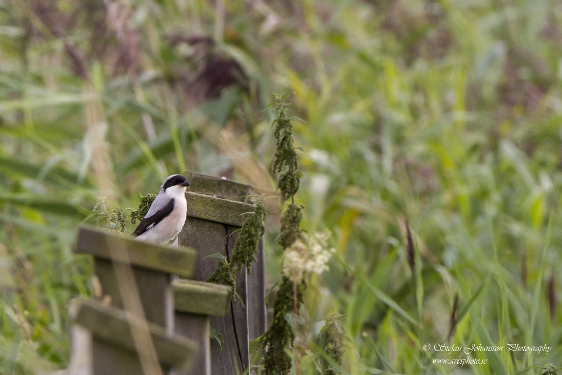 Svartpannad trnskata / Lesser Grey Shrike Lanius minor 