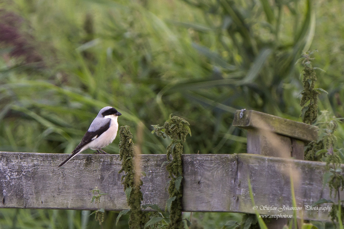 Svartpannad trnskata / Lesser Grey Shrike Lanius minor 