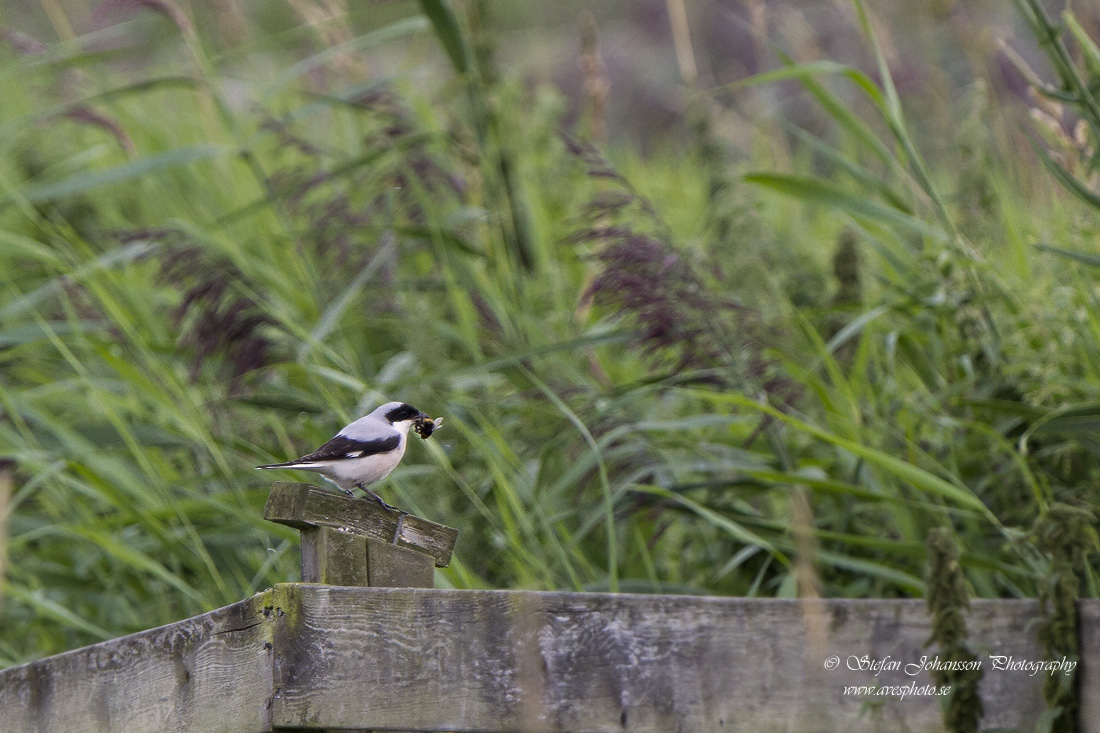 Svartpannad trnskata / Lesser Grey Shrike Lanius minor 