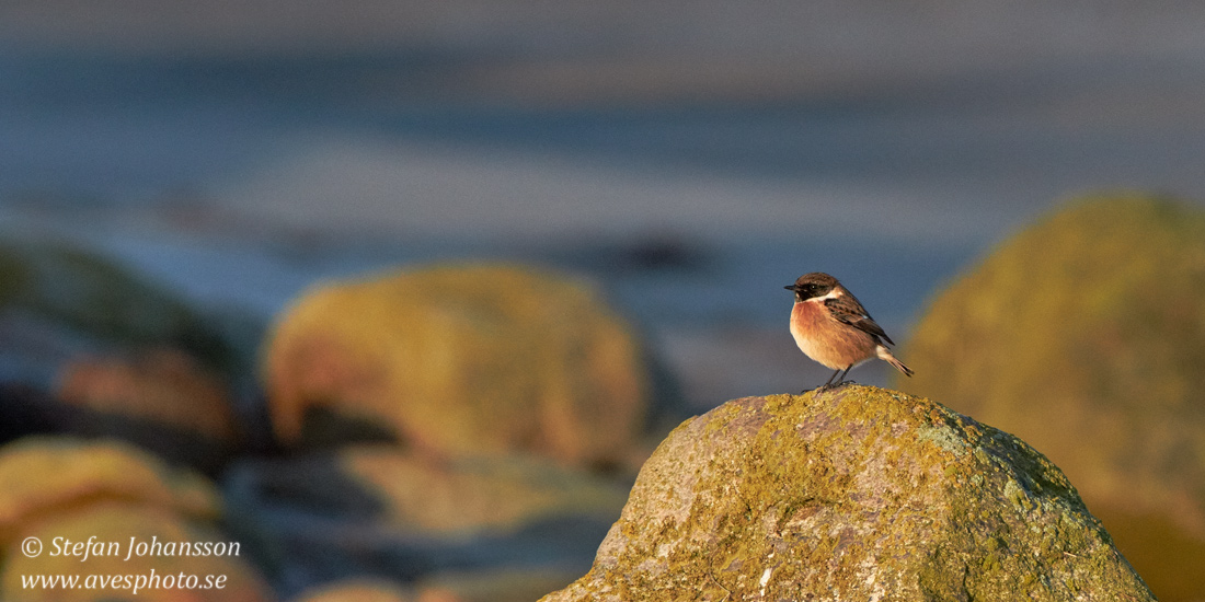 Svarthakad buskskvtta / Stonechat Saxicola torquata 