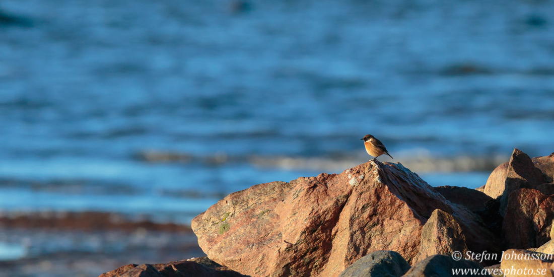 Svarthakad buskskvtta / Stonechat Saxicola torquata 