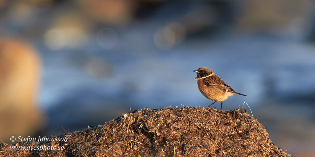 Svarthakad buskskvtta / Stonechat Saxicola torquata 