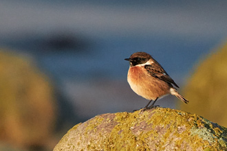 Svarthakad buskskvätta / Stonechat