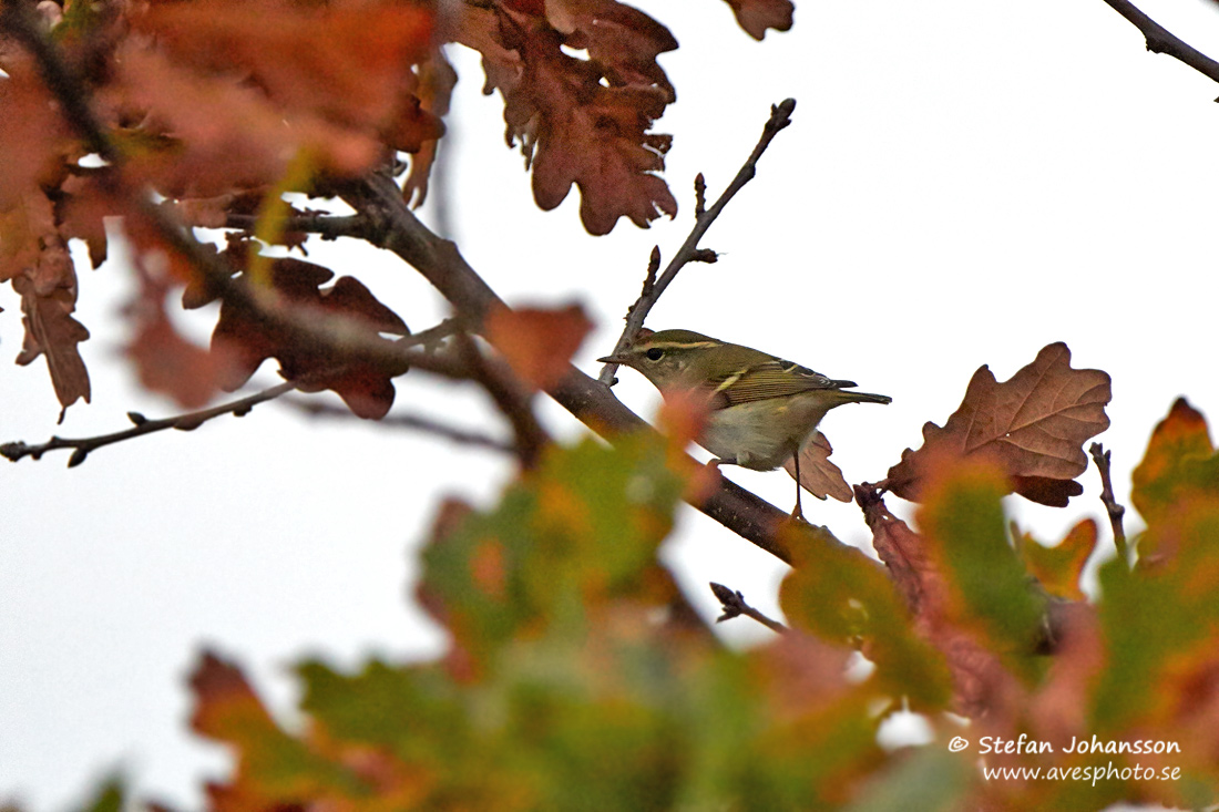 Taigasngare / Yellow-browed Warbler Phylloscopus inornatus 