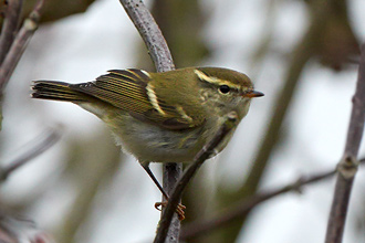 Taigasångare / Yellow-browed Warbler