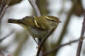 Taigasngare / Yellow-browed Warbler