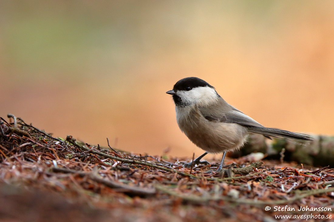 Talltita / Willow Tit 